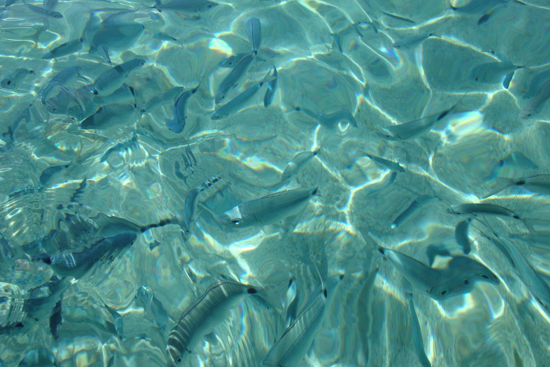 La Maddalena Archipelago ✓ Spiaggia Il Pesce - Isola di Santo Stefano nell'Arcipelago di La Maddalena